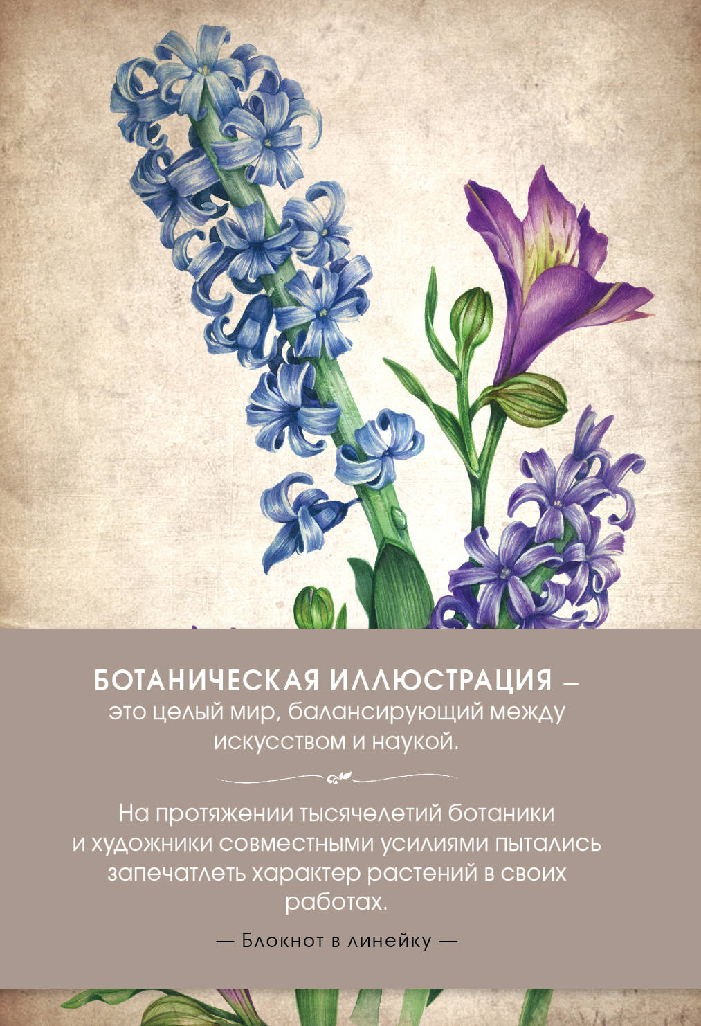 Blocage. Illustration botanique (сиреневый)
