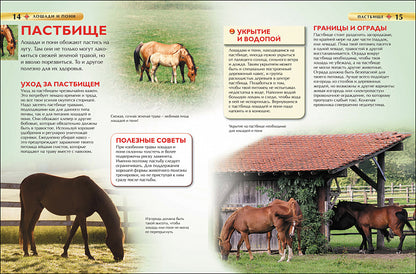 Лошади и пони. Детская энциклопедия