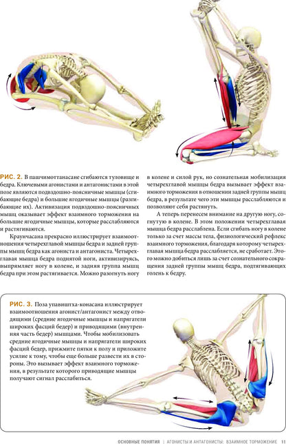 Анатомия асан, раскрывающих бедра, и наклонов вперед
