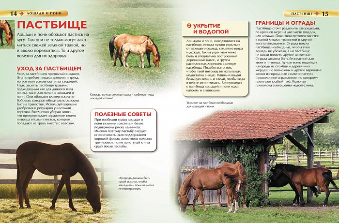 Лошади и пони. Детская энциклопедия