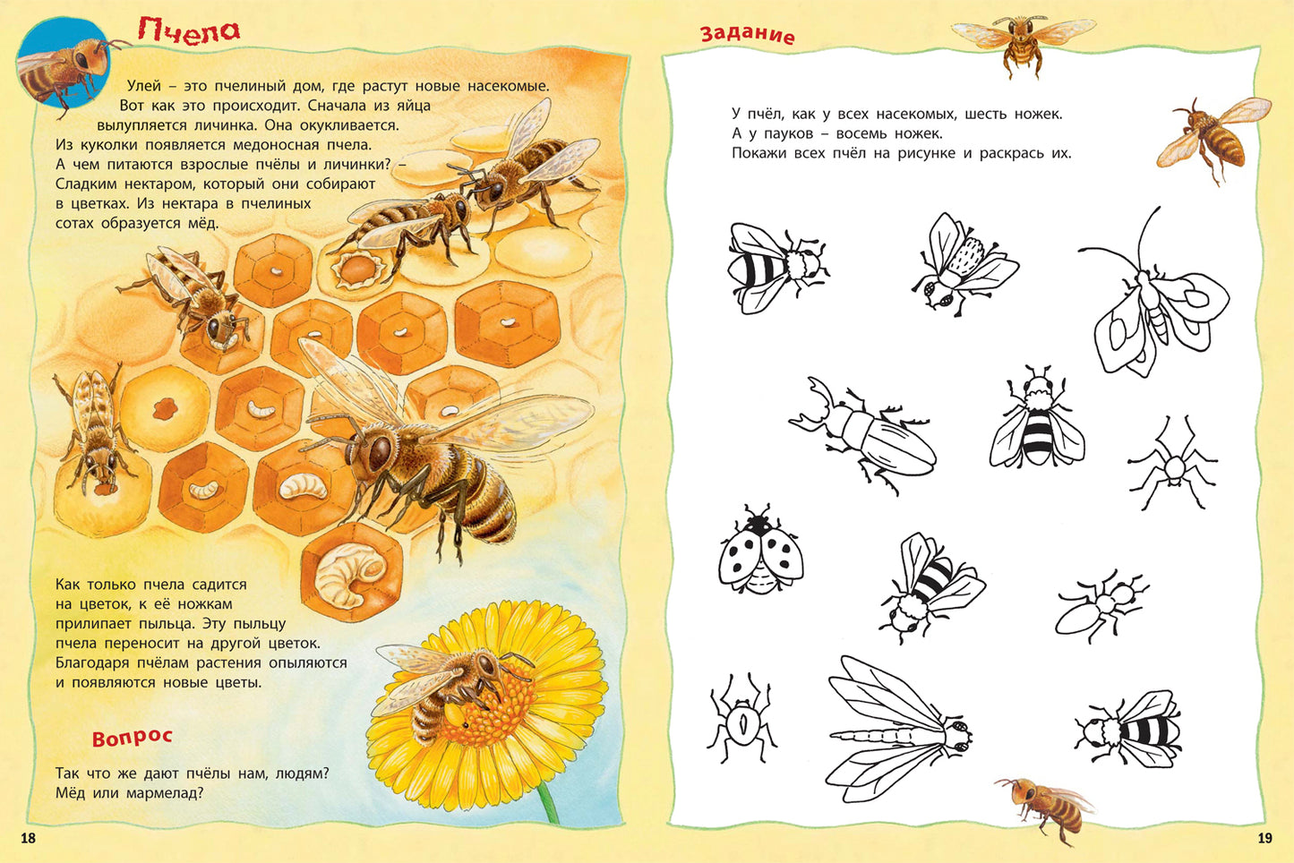 Кто живёт на лугу? Книжка-активити с развивающими заданиями, головоломками, наклейками (СНИЖЕНА ЦЕНА)