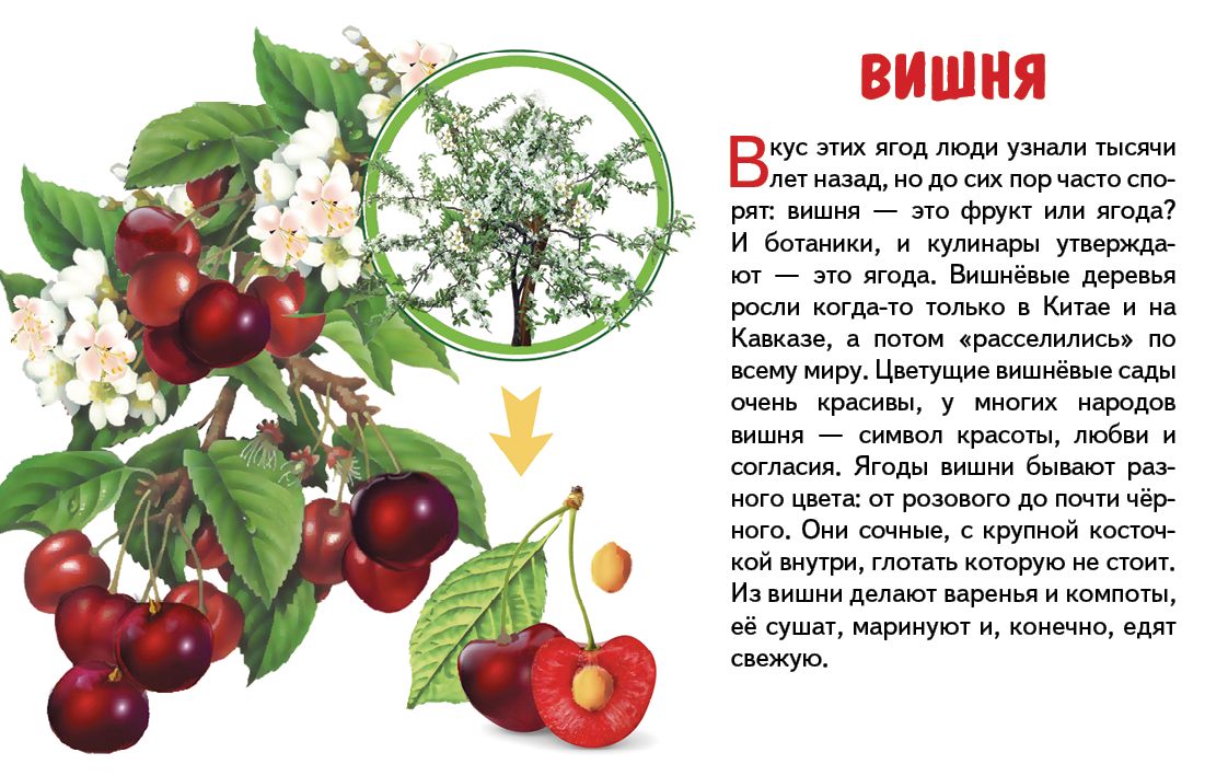 Карточки. Садовые ягоды ; Карточки. Садовые ягоды