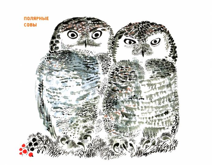 Рисуем птиц.Уроки Никиты Чарушина