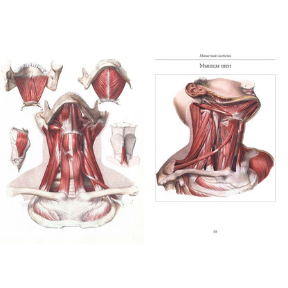 Атлас анатомии человека. Все органы человеческого тела. Grande collection