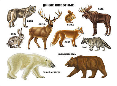 ПЛАКАТ. ДИКИЕ ЖИВОТНЫЕ