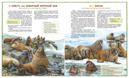 Лагутенко О. И. Исчезающие животные России. Млекопитающие