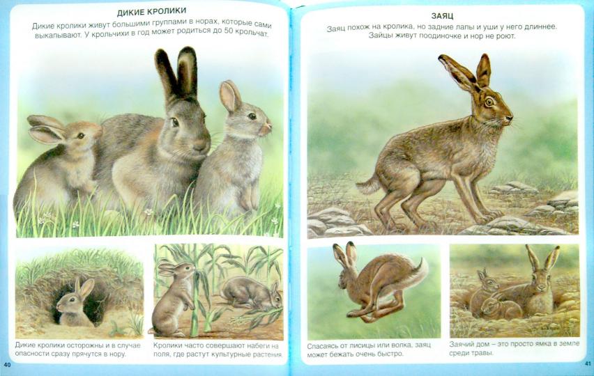 Животные (нов.оф.)