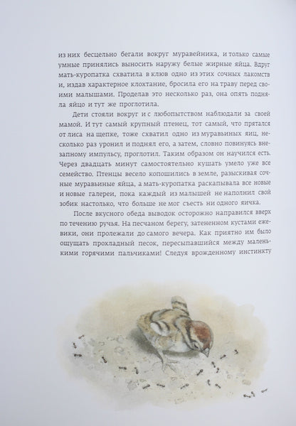 Класика в ілюстраціях: Красношейка (р)