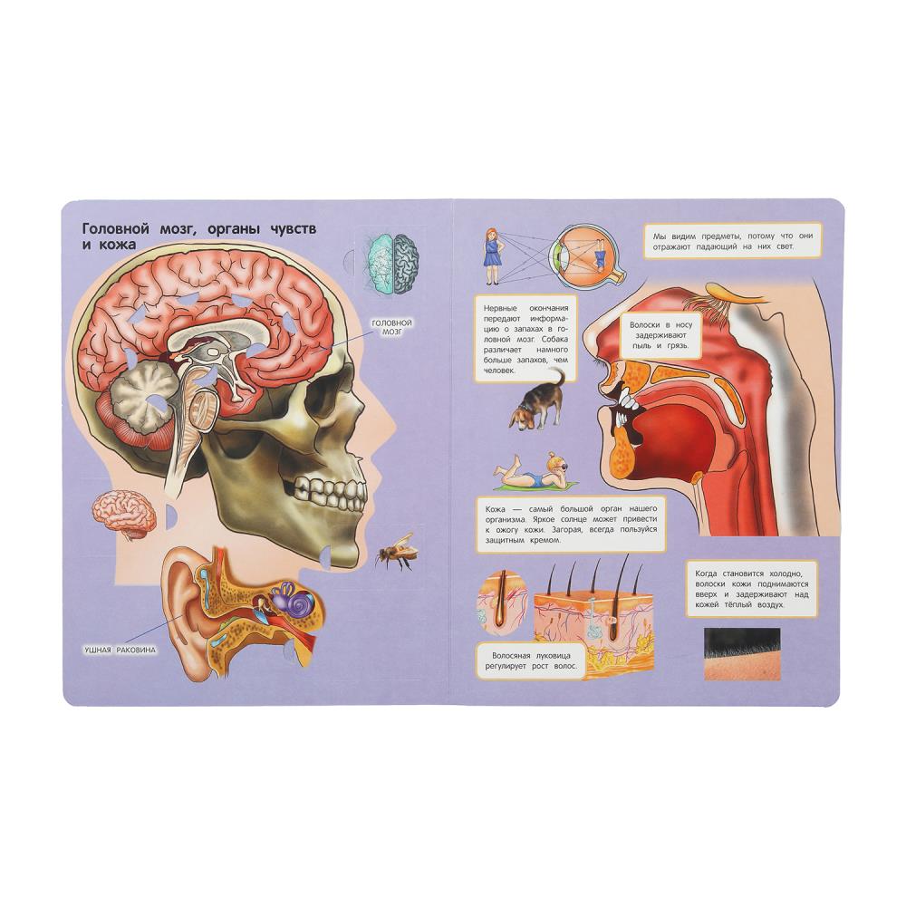 Тело человека. 50 окошек для малышей. 200х260 мм. 10 картонных страниц. Умка в кор.50шт