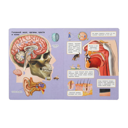 Тело человека. 50 окошек для малышей. 200х260 мм. 10 картонных страниц. Умка в кор.50шт