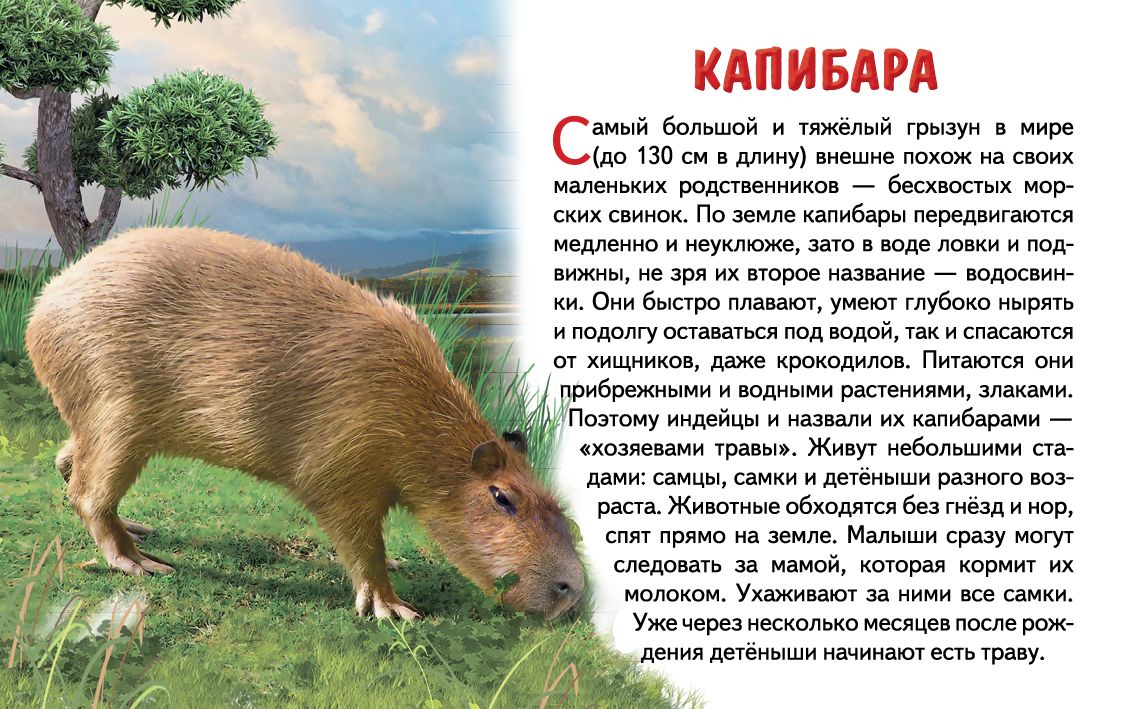 Карточки (европодвес). Животные Южной Америки ; Карточки (европодвес). Животные Южной Америки