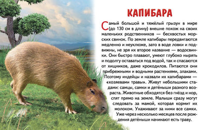 Карточки (европодвес). Животные Южной Америки ; Карточки (европодвес). Животные Южной Америки