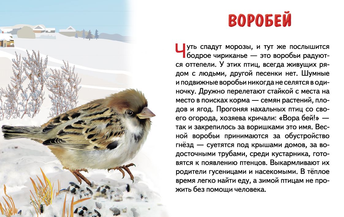 Карточки (европодвес). Зимующие птицы России ; Карточки (европодвес). Зимующие птицы России