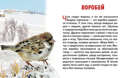 Карточки (европодвес). Зимующие птицы России ; Карточки (европодвес). Зимующие птицы России