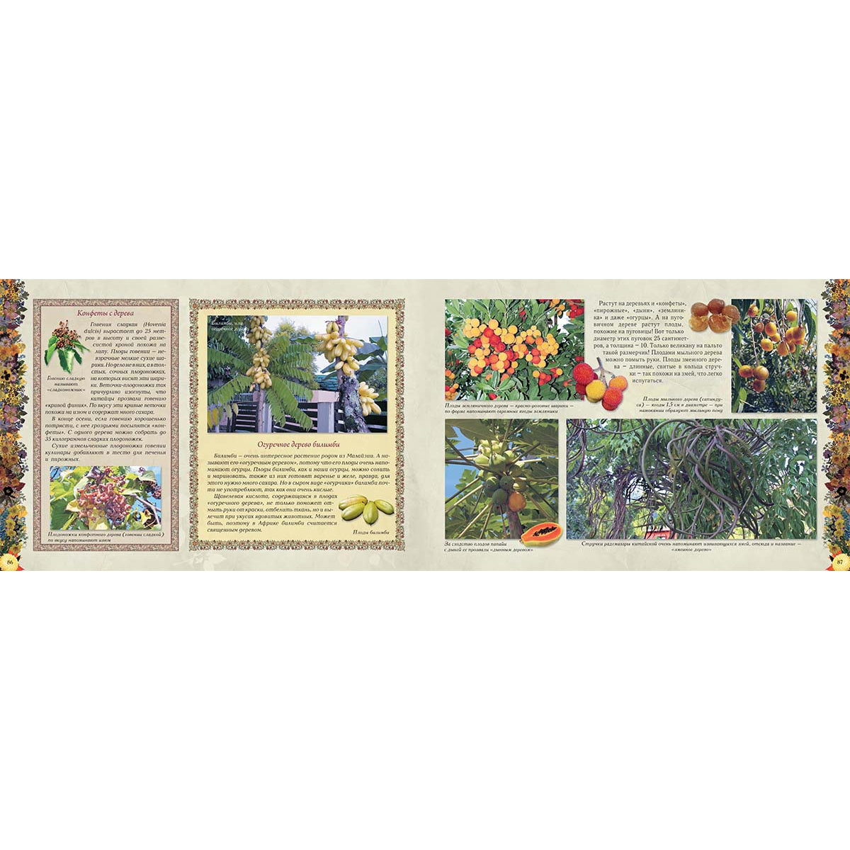 Мой первый гербарий