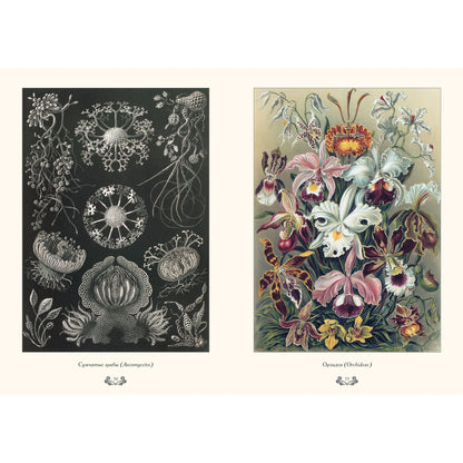 Красота формируется в природе. Иллюстрация Э. Геккель