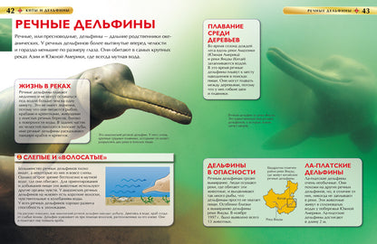 Киты и дельфины. Детская энциклопедия