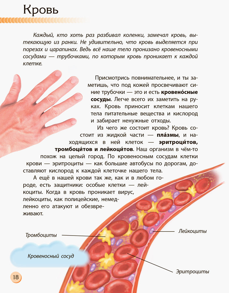 Познаём и исследуем - Человек и его тело