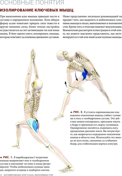 Анатомия виньяса-флоу и асан, выполняемых стоя