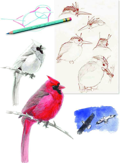 Как рисовать птиц