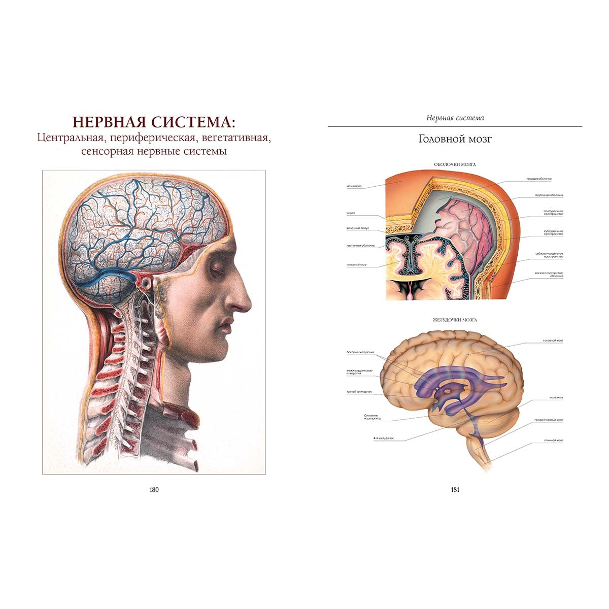 Атлас анатомии человека. Все органы человеческого тела. Grande collection
