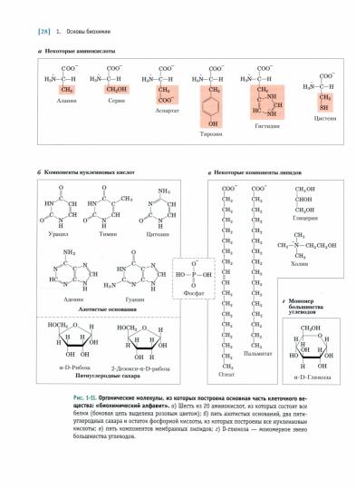 Основы биохимии Ленинджера. В 3 т. Т. 1: Основы биохимии, строение и катализ. 3-е изд., испр. Нельсон Д., Кокс М.