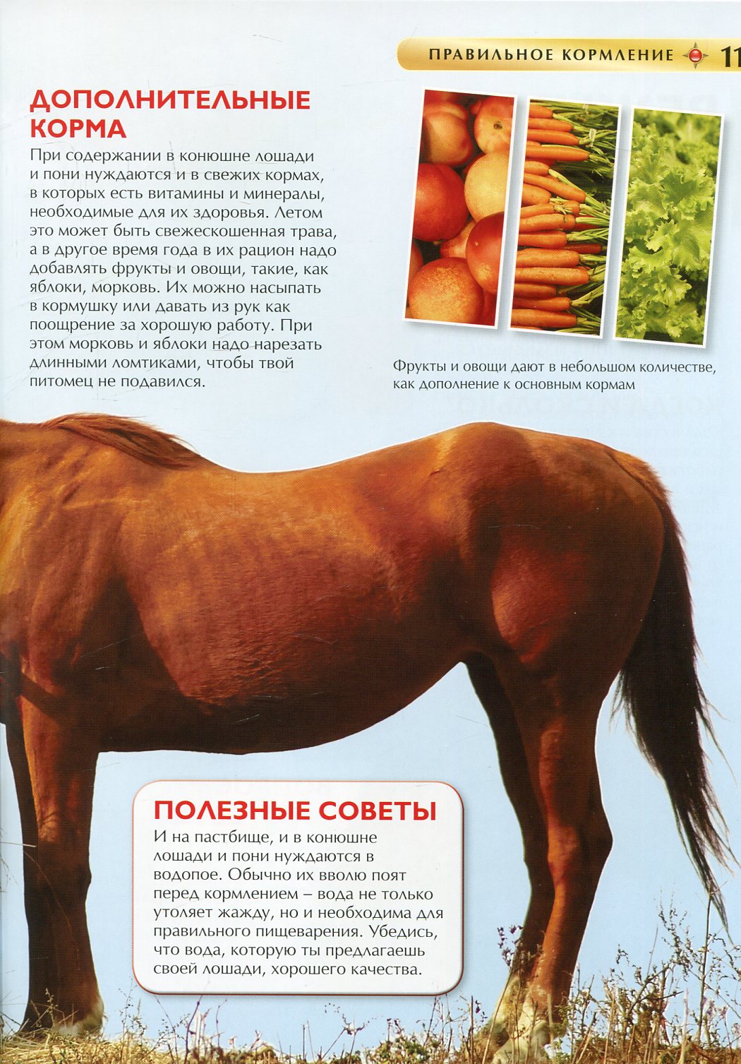 Лошади и пони. Детская энциклопедия