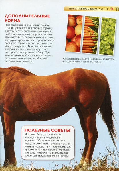 Лошади и пони. Детская энциклопедия