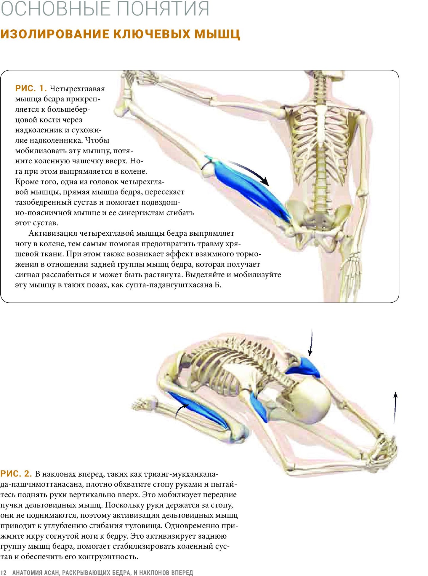 Анатомия асан, раскрывающих бедра, и наклонов вперед