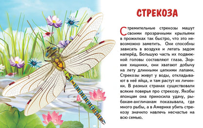 Карточки. Насекомые ; Карточки. Насекомые