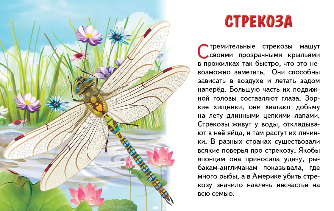 Карточки (европодвес). Насекомые ; Карточки (европодвес). Насекомые