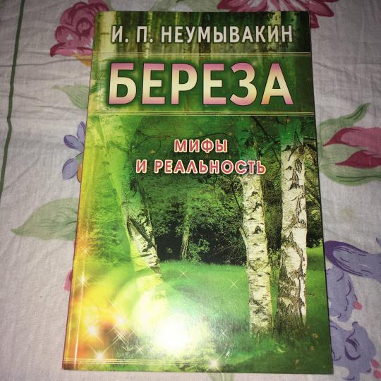 Берёза: мифы и реальность
