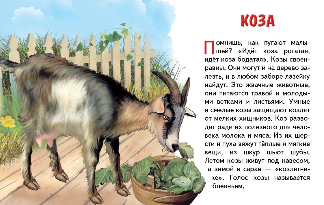 Карточки. Домашние животные ; Карточки. Домашние животные