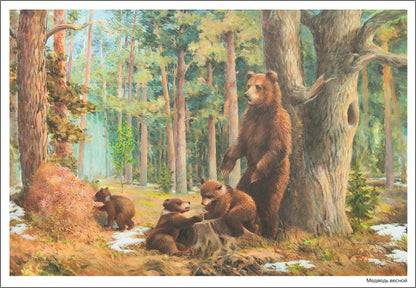 Наглядное пособие. Картины из жизни диких животных. 3-7 лет. ФГОС .