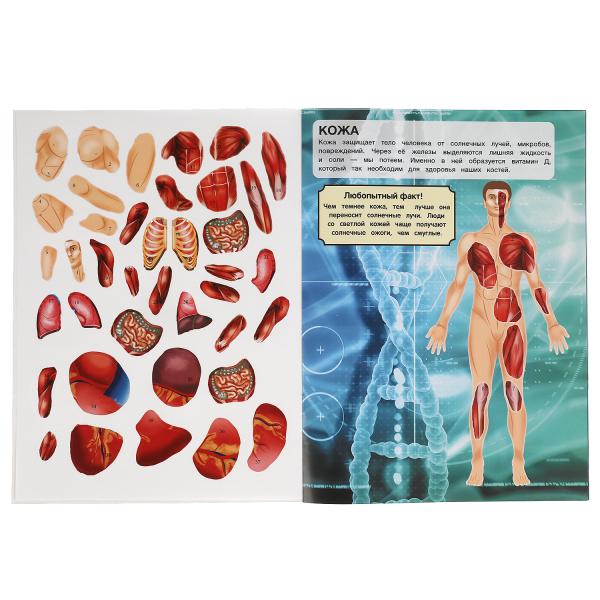 Тело человека. Активити с многоразовыми наклейками. 210х285мм. 8 стр. + 50 наклеек. Умка в кор.50шт