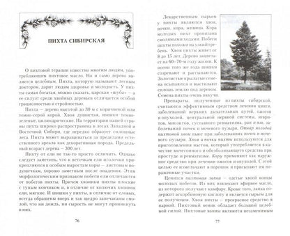 Хвойная аптека. Лесными тропинками - за здоровьем. Еловые, сосновые, кедровые и пихтовые рецепты