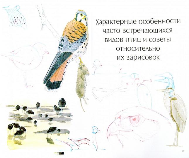 Как рисовать птиц