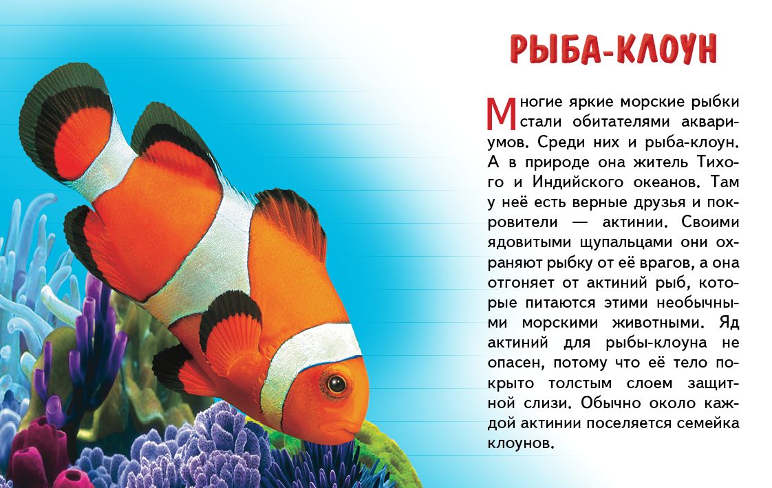 Карточки (европодвес). Морские животные ; Карточки (европодвес). Морские животные