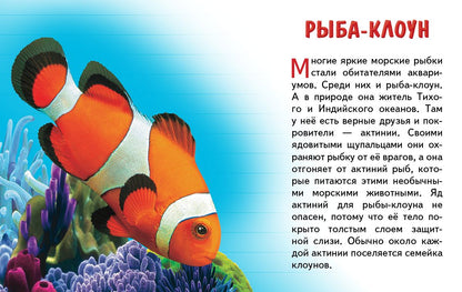 Карточки (европодвес). Морские животные ; Карточки (европодвес). Морские животные