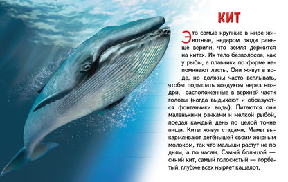 Карточки (европодвес). Морские животные ; Карточки (европодвес). Морские животные