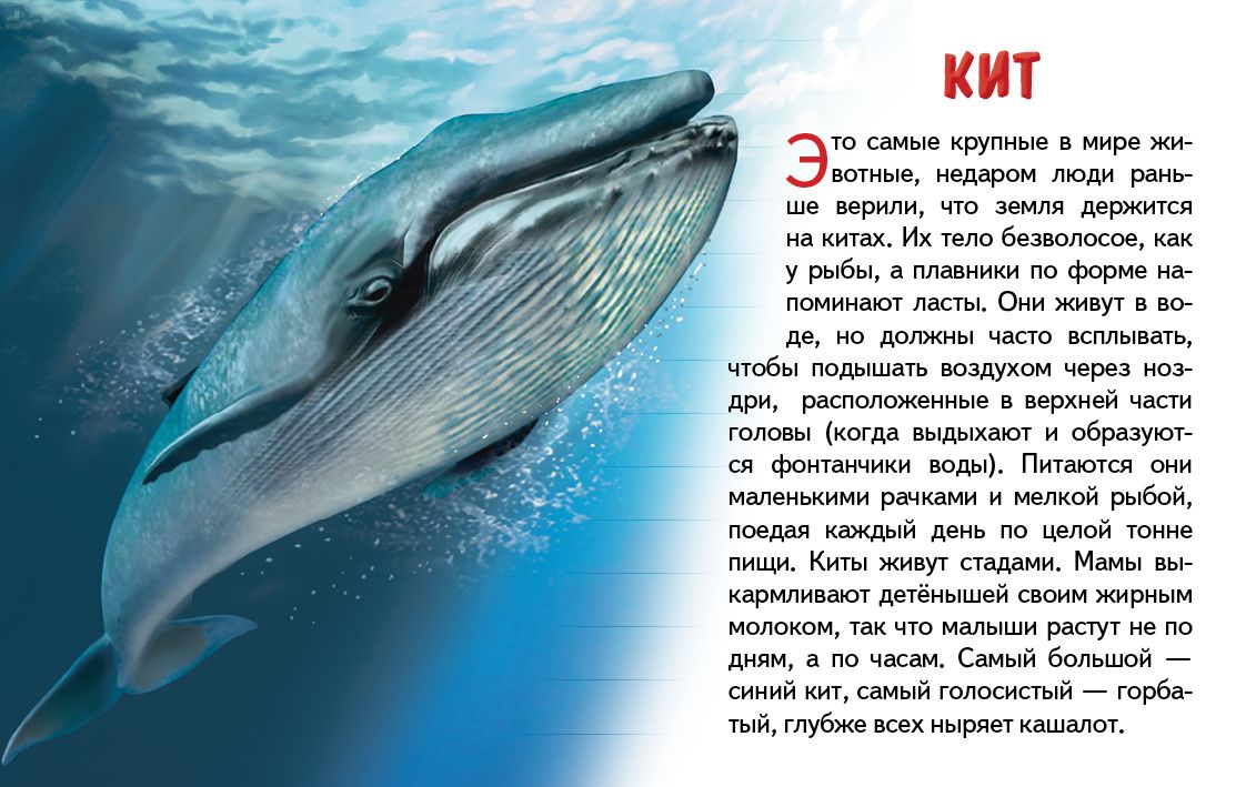 Карточки. Морские животные ; Карточки. Морские животные