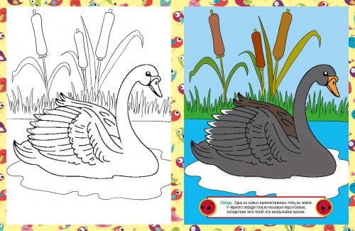 Птицы. Детская раскраска
