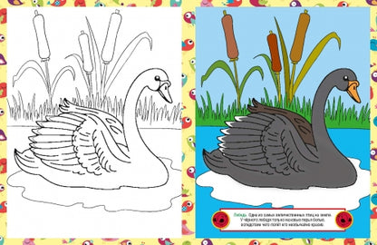 Птицы. Детская раскраска