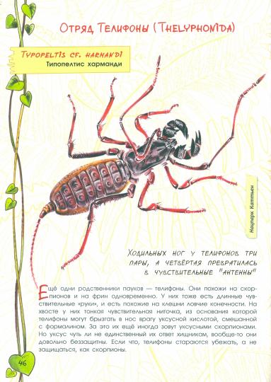 В джунглях не только тигры. Жучки-паучки