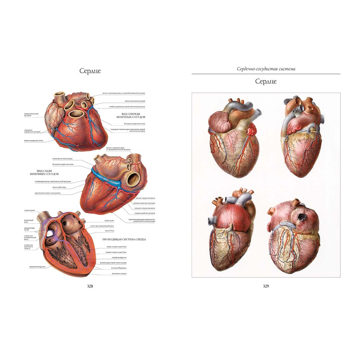 Атлас анатомии человека. Все органы человеческого тела. Grande collection