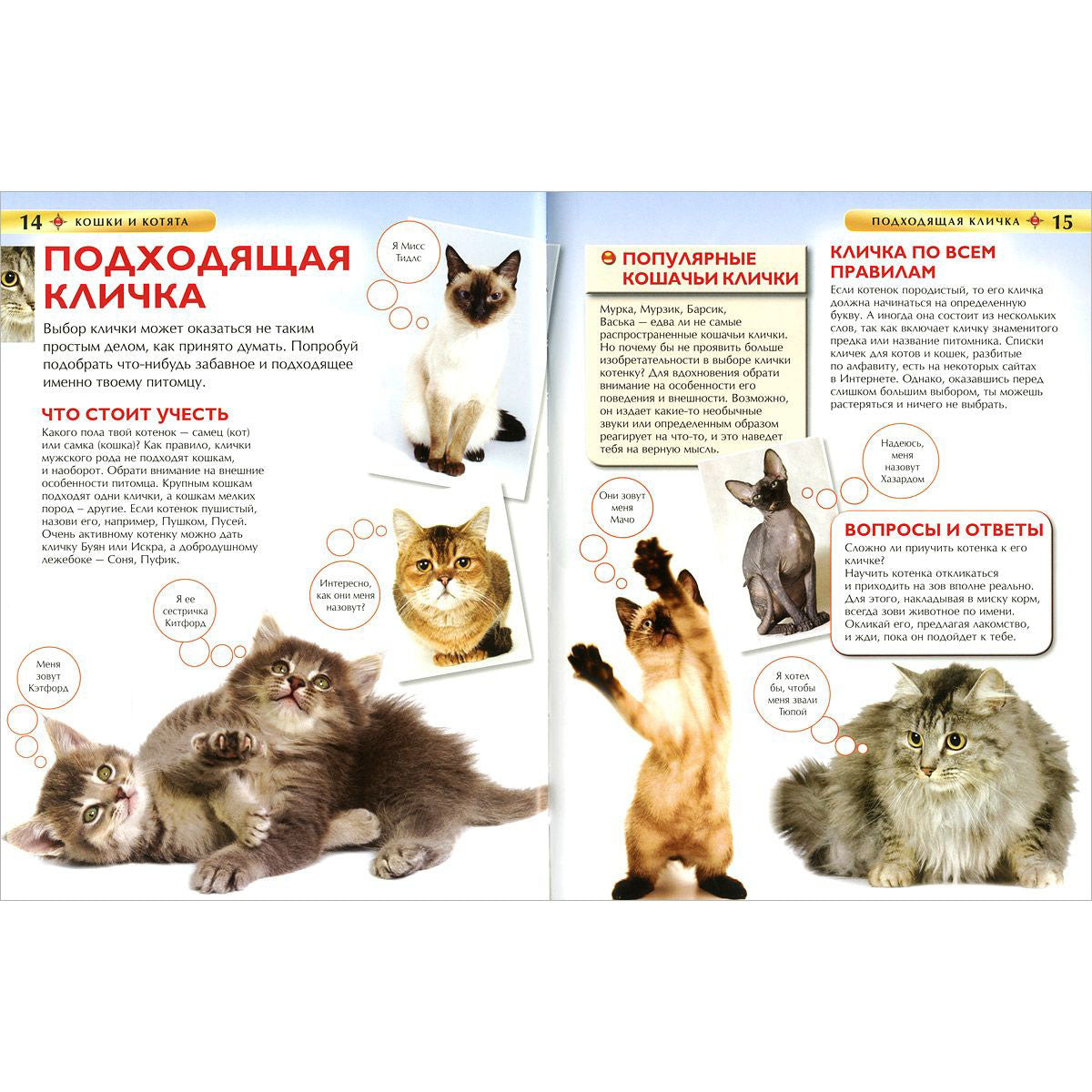 Кошки и котята. Детская энциклопедия