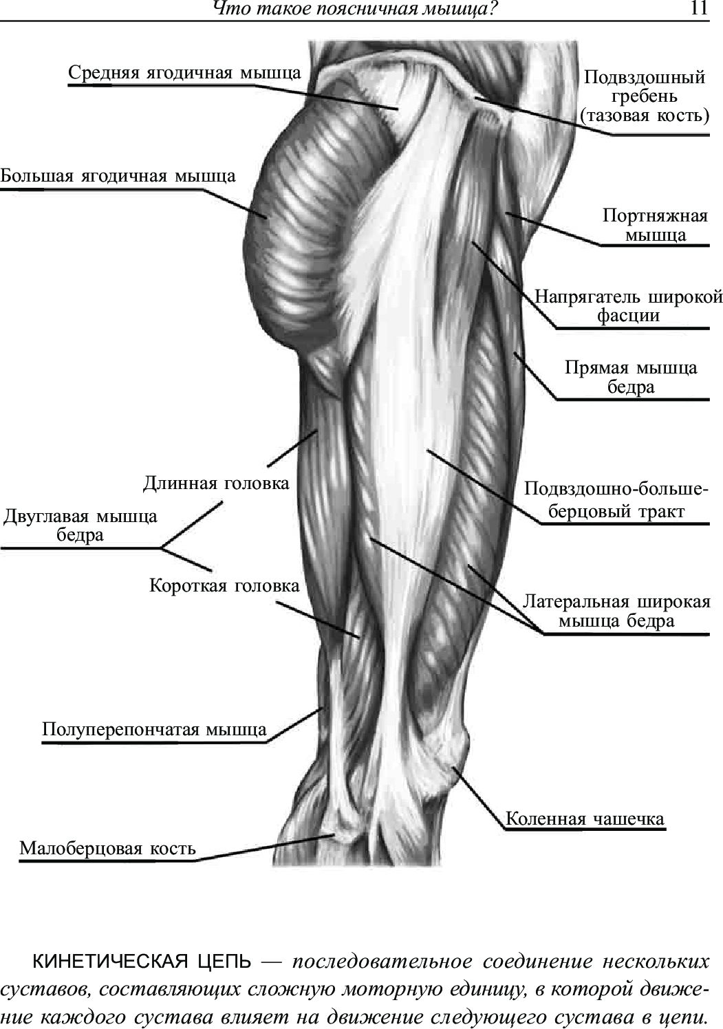 Поясница. Здоровье и гибкость