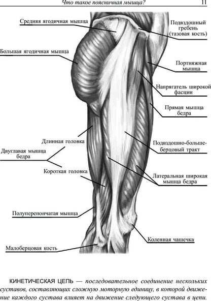 Поясница. Здоровье и гибкость