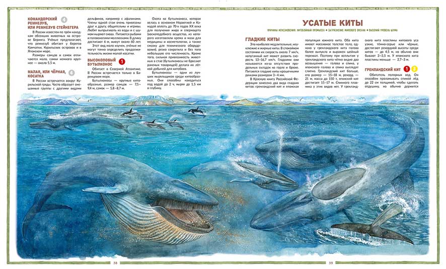 Лагутенко О. И. Исчезающие животные России. Млекопитающие