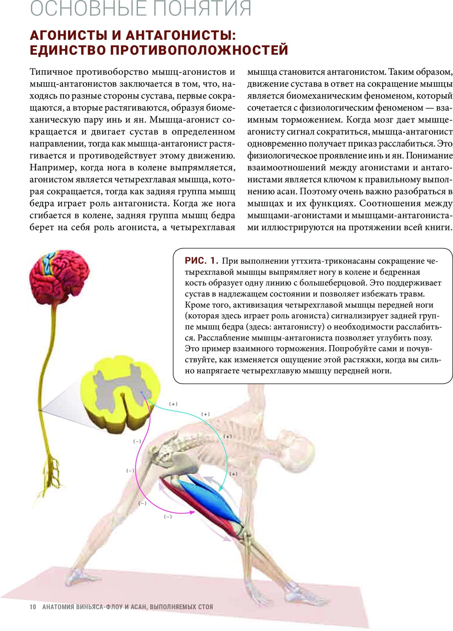 Анатомия виньяса-флоу и асан, выполняемых стоя
